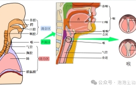 我们的声音是怎么产生的？